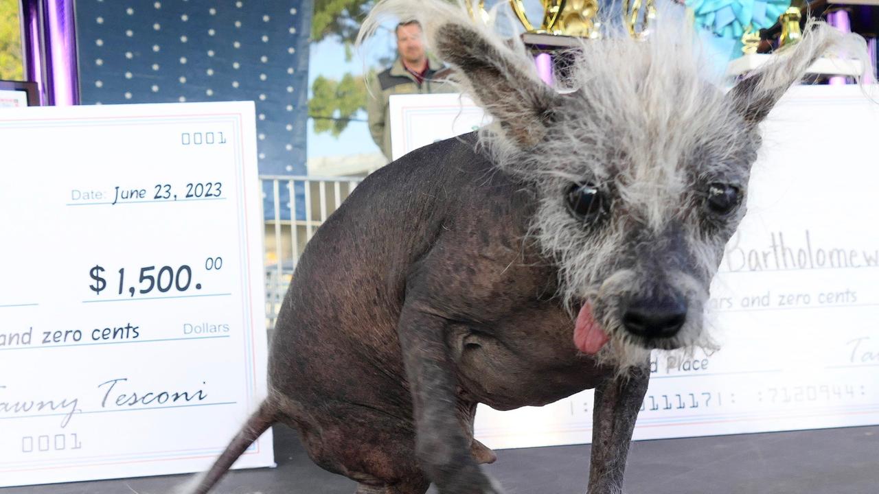 Scooter, ein siebenjähriger Chinesischer Schopfhund, sitzt auf der Bühne, nachdem er den ersten Platz gewonnen hat "Der hässlichste Hund der Welt" in Petaluma, Kalifornien. Scooter, ein siebenjähriger Chinesischer Schopfhund, sitzt auf der Bühne, nachdem er den ersten Platz gewonnen hat "Der hässlichste Hund der Welt" in Petaluma, Kalifornien.