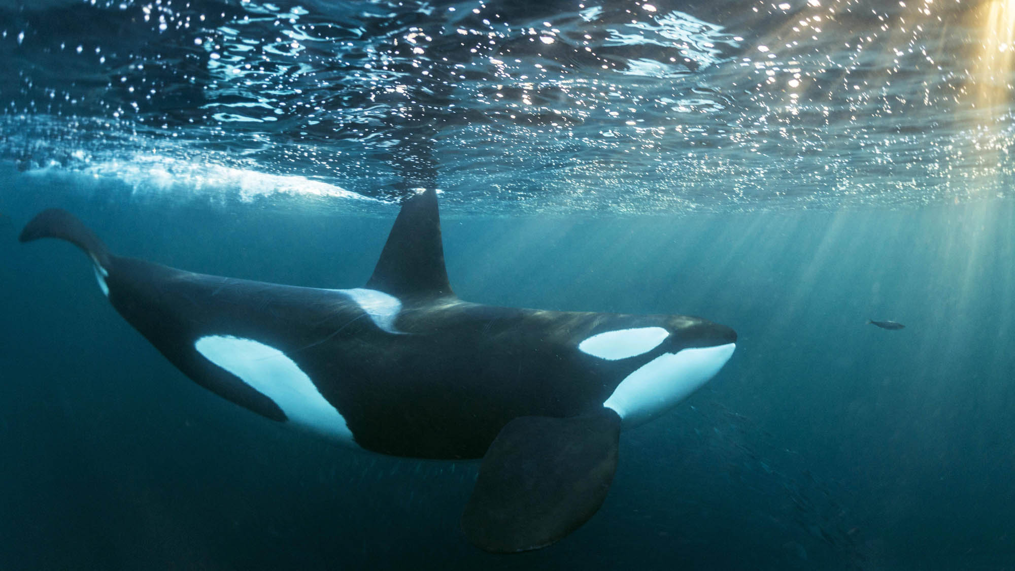 Orca Seine