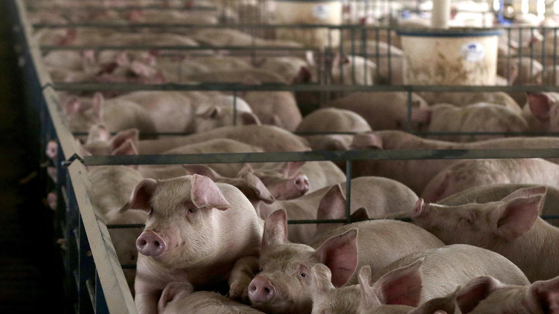 Eingesperrte Schweine in der Massentierhaltung Eingesperrte Schweine in der Massentierhaltung