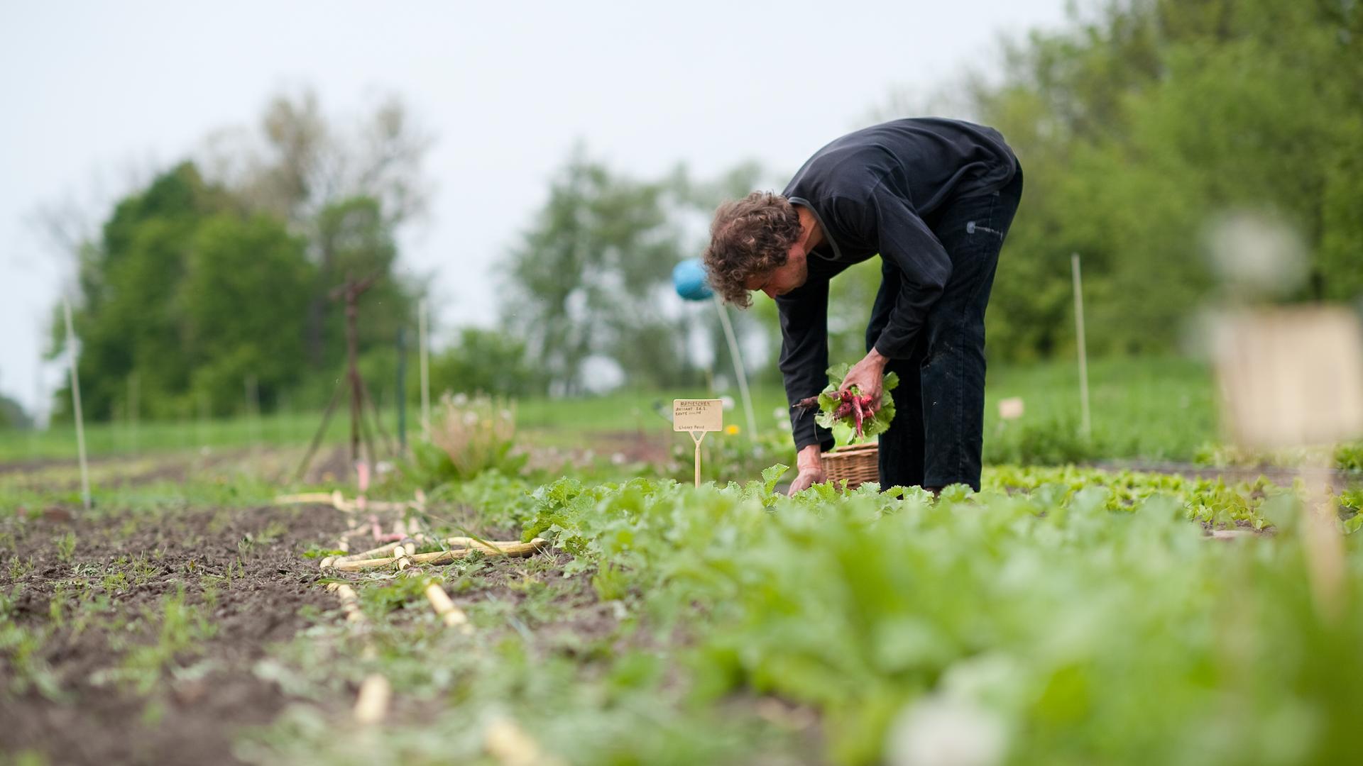 Der Biobauer Valentin Kaetzl erntet Radieschen auf seinem Feld im Oderbruch. Der Biobauer Valentin Kaetzl erntet Radieschen auf seinem Feld im Oderbruch.