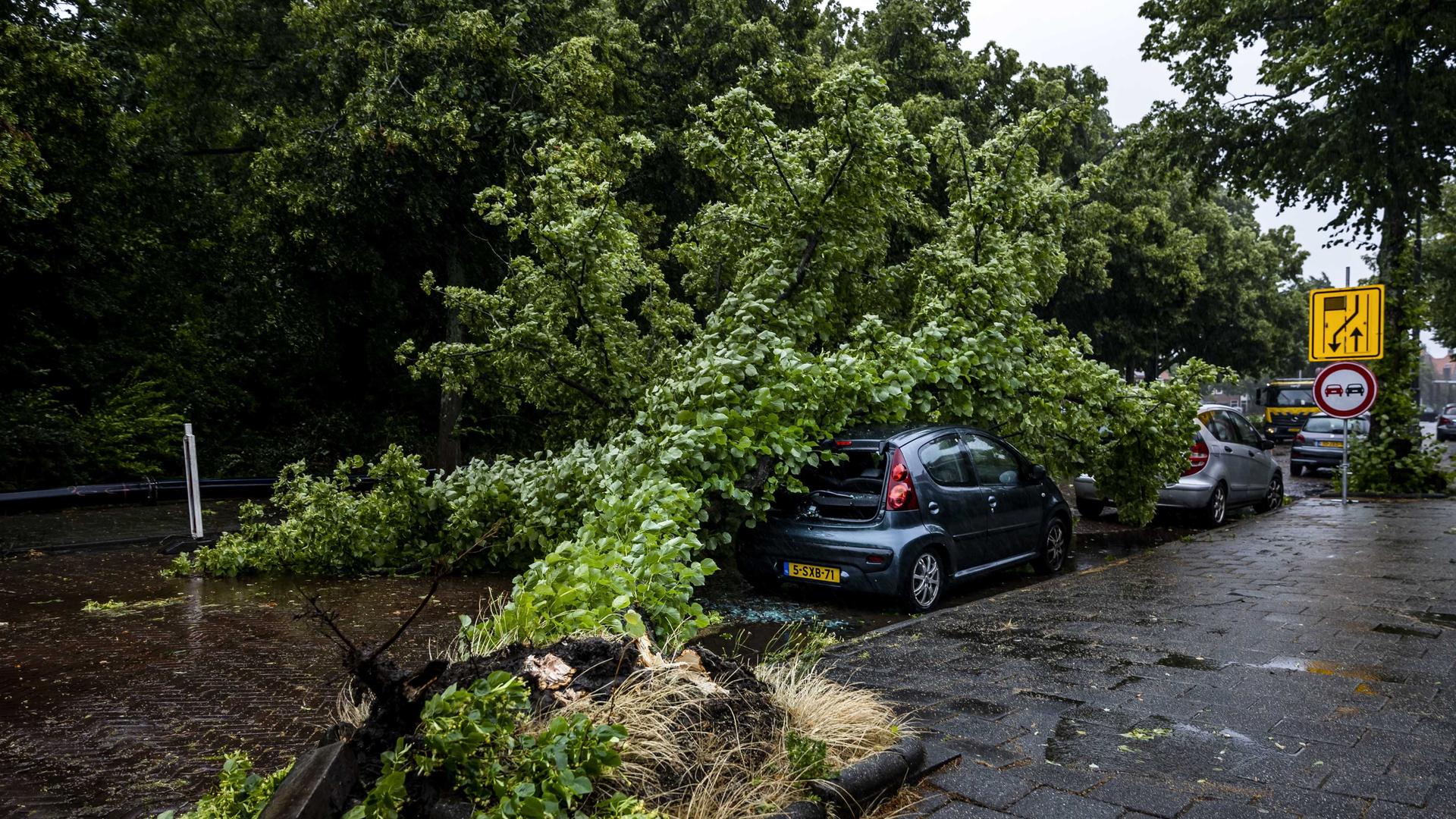 Niederlande, Haarlem: Ein umgestürzter Baum auf einem Auto auf der Zaanenlaan. Aufgrund eines Unwetters kommt es in den Niederlanden zu massiven Verkehrsbehinderungen. Niederlande, Haarlem: Ein umgestürzter Baum auf einem Auto auf der Zaanenlaan. Aufgrund eines Unwetters kommt es in den Niederlanden zu massiven Verkehrsbehinderungen.