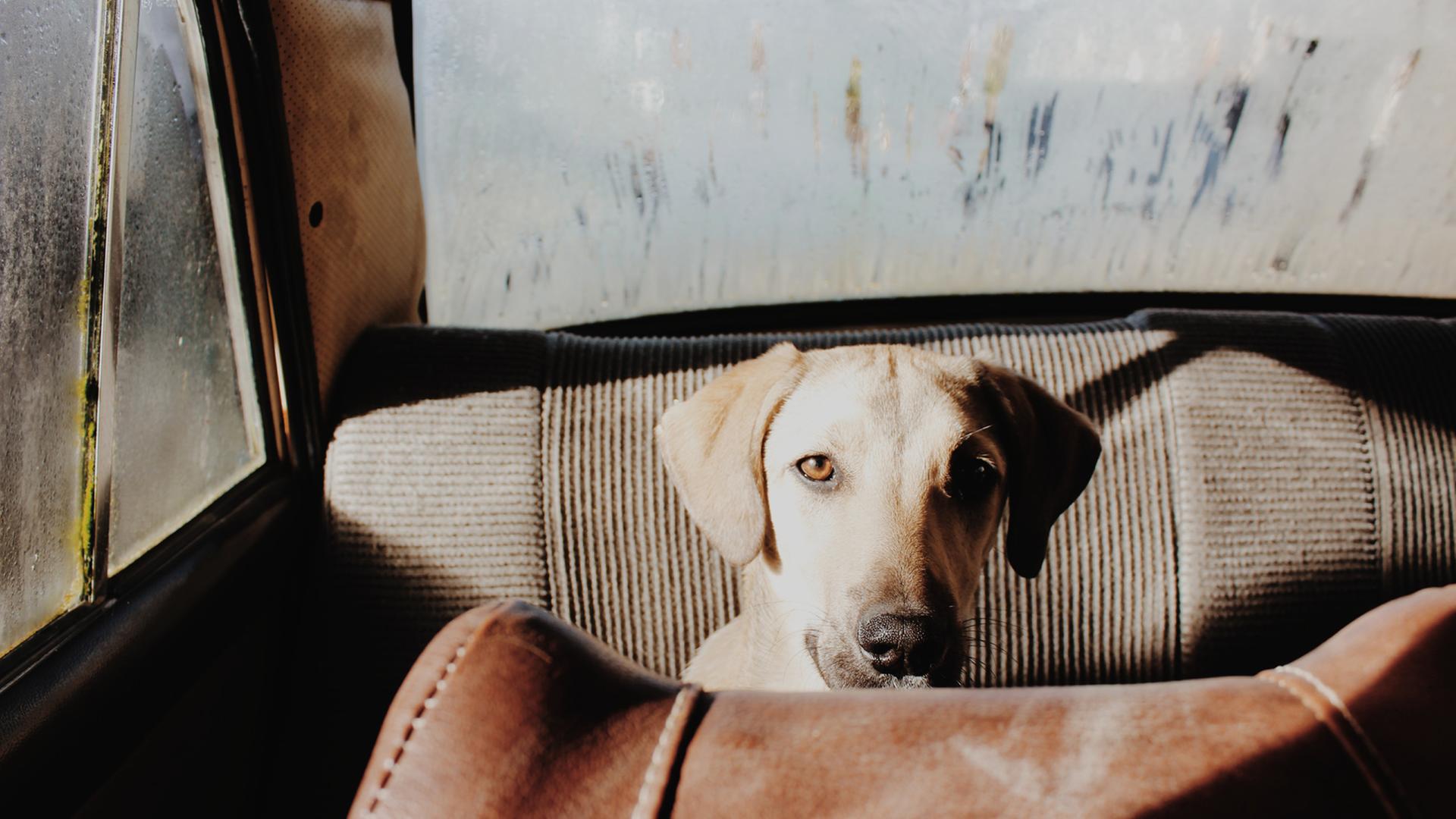 Im Prozess der menschlichen Evolution sind Hund und Mensch schon lange "partner in crime". Zu Sehen, Ein Hund auf dem Rücksitz eines Autos. 