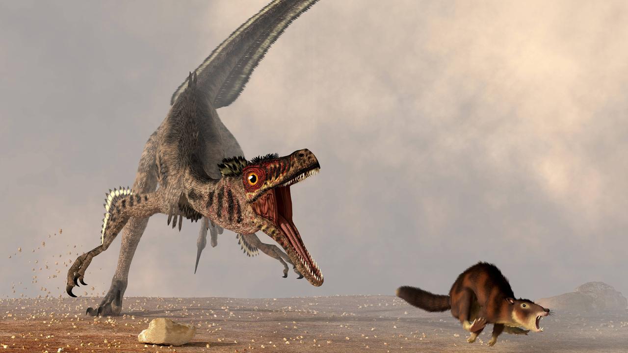Ein Velociraptor jagt ein rattenähnliches Säugetier (Illustration)