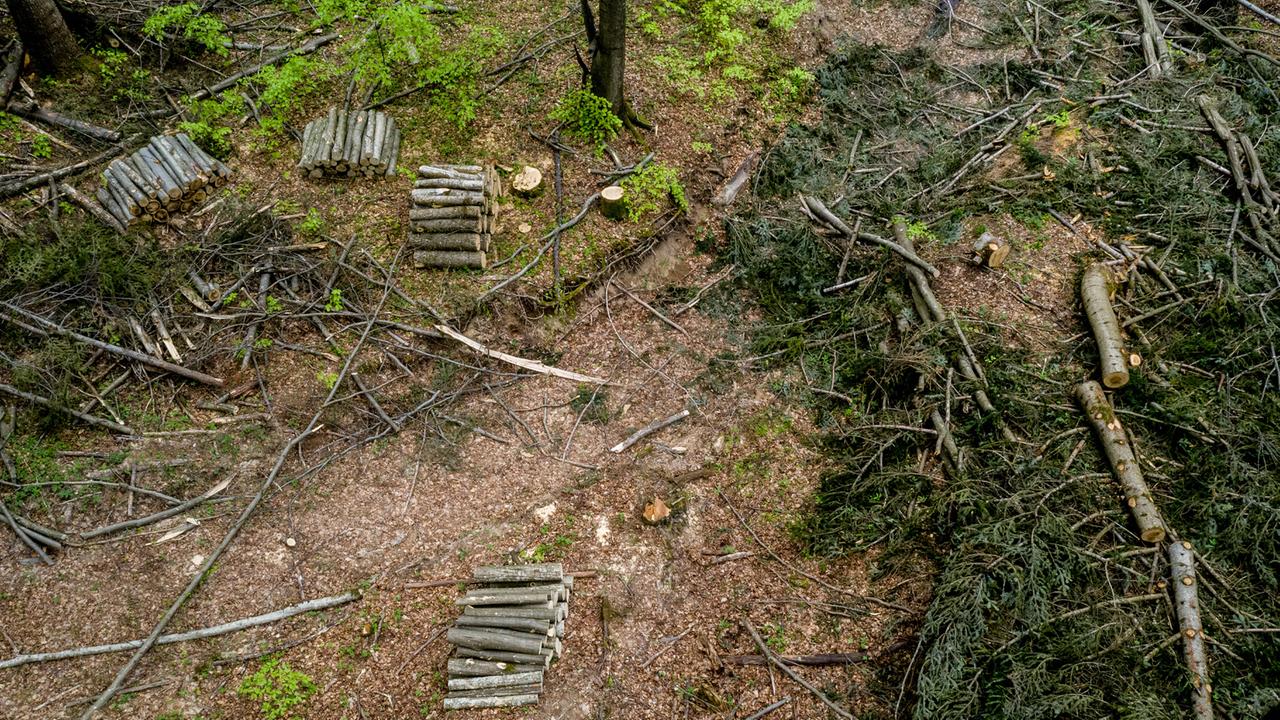 Gefällte Bäume und aufgeschichtete Stämme im Gebiet Turnicki der Ostkarpaten. Polnische Waldschutz-Aktivisten verlangen, den Holzeinschlag hier zu stoppen und ein Naturschutzgebiet einzurichten. 