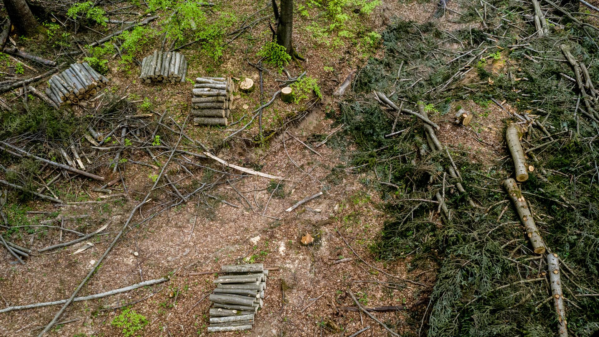 Gefällte Bäume und aufgeschichtete Stämme im Gebiet Turnicki der Ostkarpaten. Polnische Waldschutz-Aktivisten verlangen, den Holzeinschlag hier zu stoppen und ein Naturschutzgebiet einzurichten. Gefällte Bäume und aufgeschichtete Stämme im Gebiet Turnicki der Ostkarpaten. Polnische Waldschutz-Aktivisten verlangen, den Holzeinschlag hier zu stoppen und ein Naturschutzgebiet einzurichten.