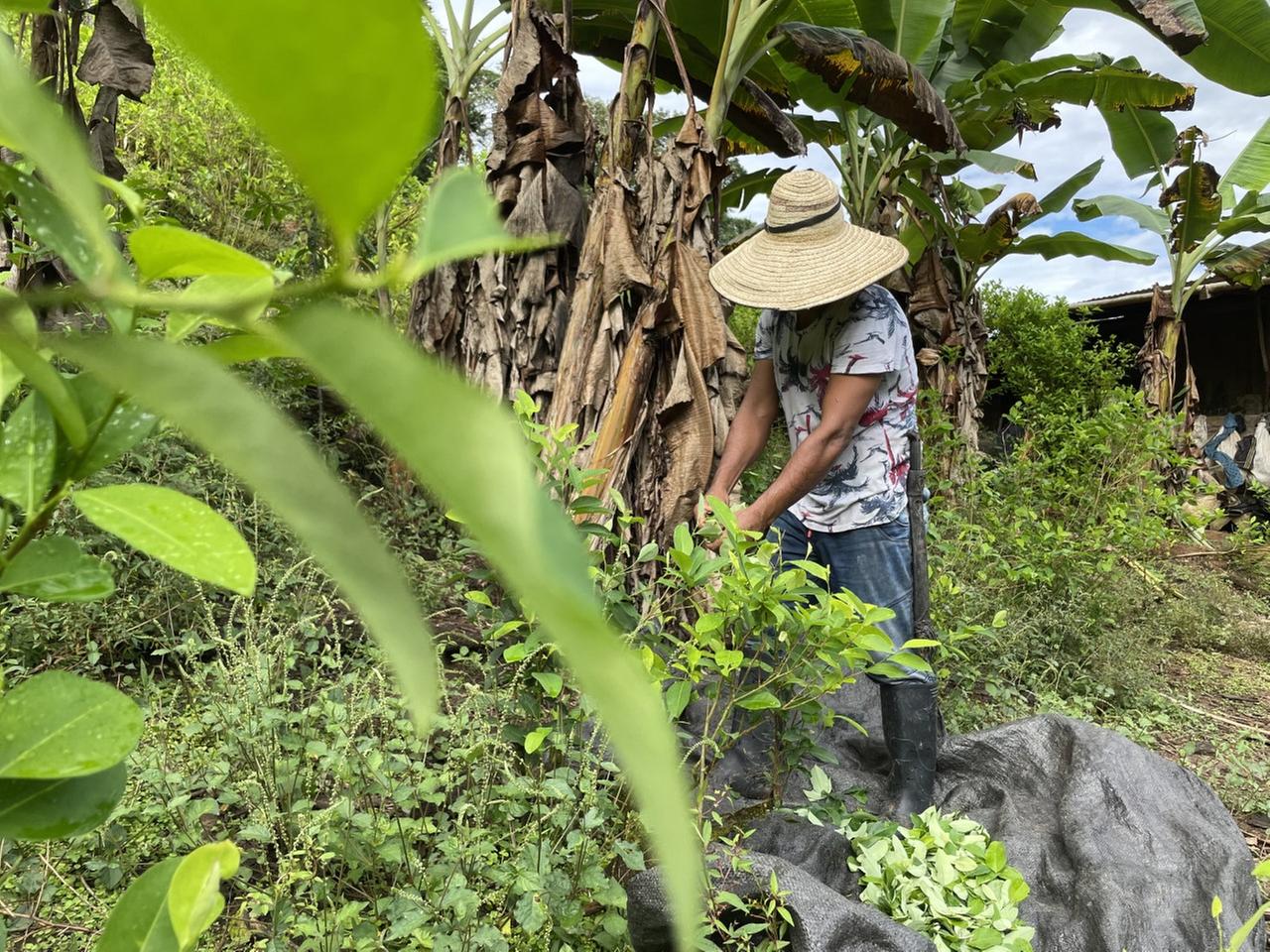 Ein Kokabauer mit einem Sombrero auf dem Kopf, welcher sein Gesicht verdeckt, steht inmitten von Bananenstauden und bearbeitet Kokapflanzen. Ein Kokabauer mit einem Sombrero auf dem Kopf, welcher sein Gesicht verdeckt, steht inmitten von Bananenstauden und bearbeitet Kokapflanzen.