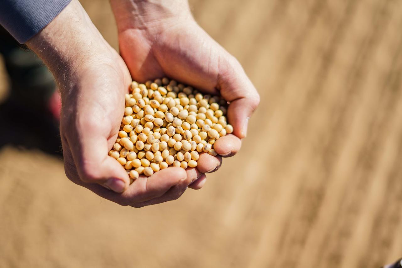 Landwirt hält Soja-Saatgut in seinen Händen Landwirt hält Soja-Saatgut in seinen Händen