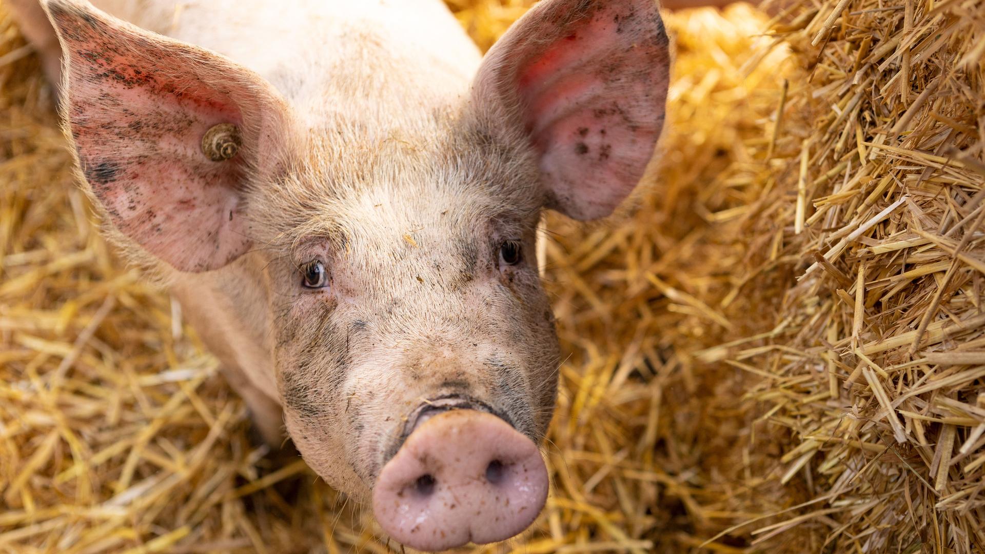 Ein Schwein schaut in die Kamera Ein Schwein schaut in die Kamera