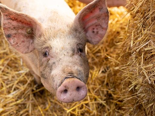 Ein Schwein schaut in die Kamera