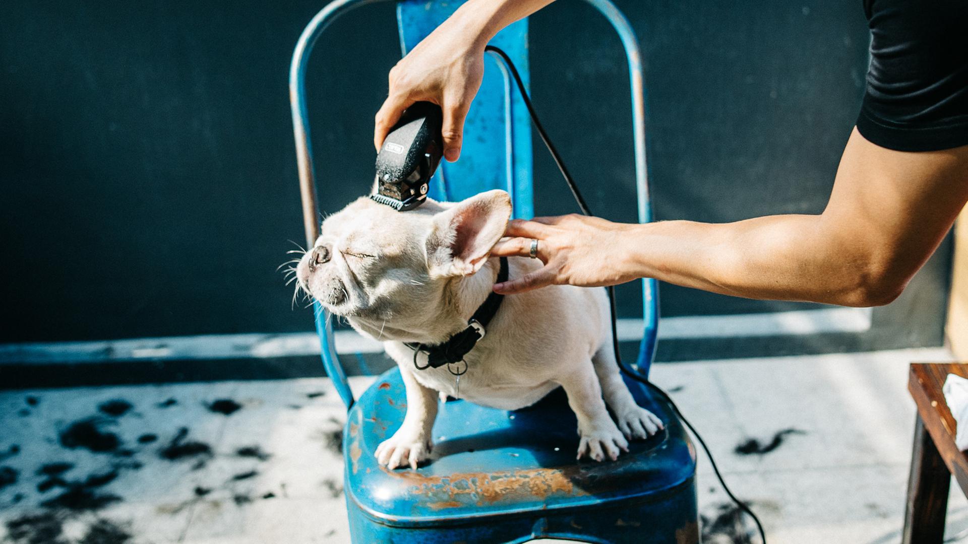 In einem Hundefriseursalon kann man viel über die Beziehung zwischen Mensch und Tier lernen. Zu sehen: Ein kleiner Hund auf einem blauen Plastikstuhl wird am Kopf rasiert.