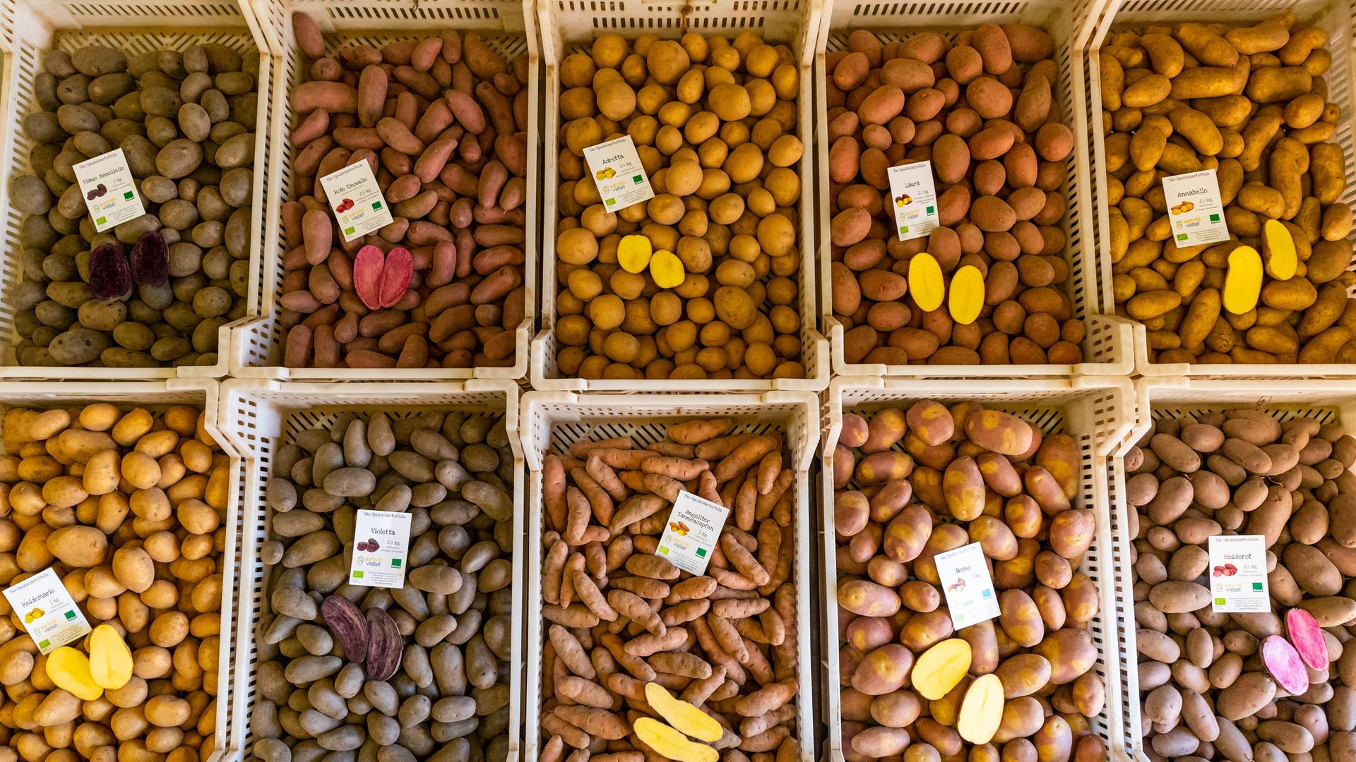 Eine Aufnahme von oben zeigt zwei Reihen von Kartoffelkisten mit vielen verschiedenen Sorten: Blaue Anneliese, Rote Emmalie, Adretta, Laura und Annebelle, Heidemarie, Violetta, Angeliter Tannenzapfen, Nemo, Heiderot. Die Kartoffeln stammen vom Hof des Landwirtes Karsten Ellenberg in Uelzen. Eine Aufnahme von oben zeigt zwei Reihen von Kartoffelkisten mit vielen verschiedenen Sorten: Blaue Anneliese, Rote Emmalie, Adretta, Laura und Annebelle, Heidemarie, Violetta, Angeliter Tannenzapfen, Nemo, Heiderot. Die Kartoffeln stammen vom Hof des Landwirtes Karsten Ellenberg in Uelzen.