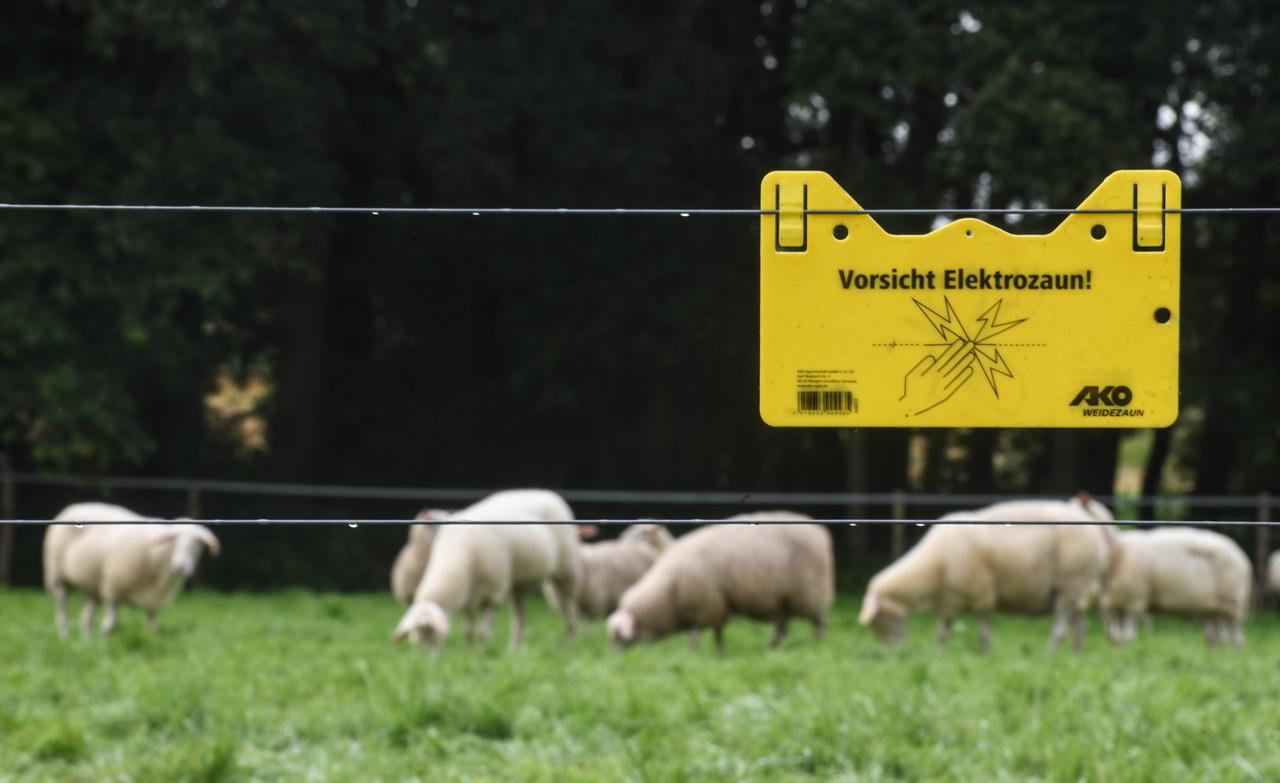 Ein Elektrozaun sichert eine Weidewiese für Schafe in Schermbeck - Gahlen im Kreis Wesel.