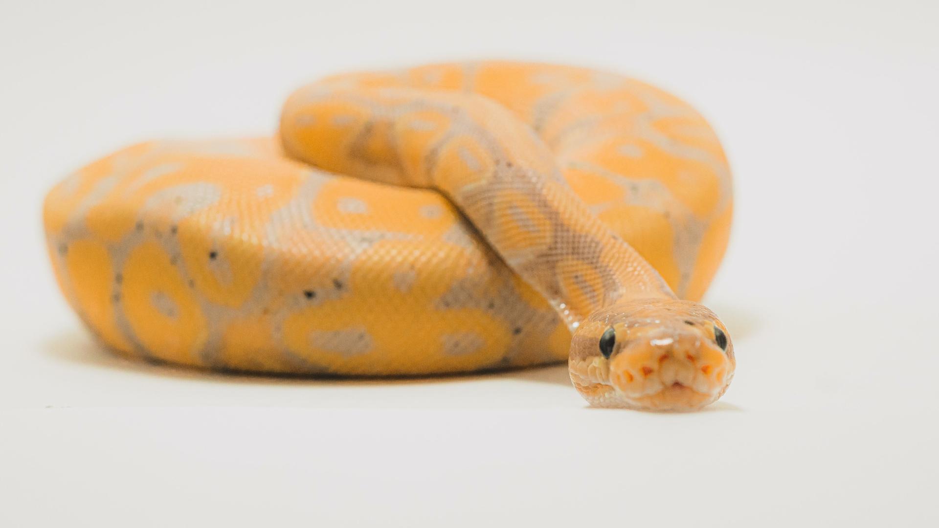 Eine gelbe Schlange auf weißem Hintergrund