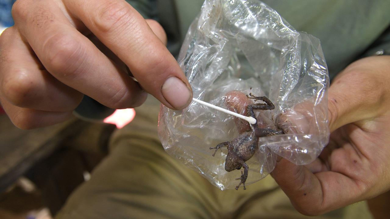 Ein Herpetologe betupft den Bauch eines neotropischen Frosches (Pristimantis sp.) um Proben von Schleim und Haut zu sammeln und die Anwesenheit des Chytridpilzes (Batrachochytrium dendrobatidis) zu untersuchen. (Departamento de Cusco, Anden, Peru) Ein Herpetologe betupft den Bauch eines neotropischen Frosches (Pristimantis sp.) um Proben von Schleim und Haut zu sammeln und die Anwesenheit des Chytridpilzes (Batrachochytrium dendrobatidis) zu untersuchen. (Departamento de Cusco, Anden, Peru)