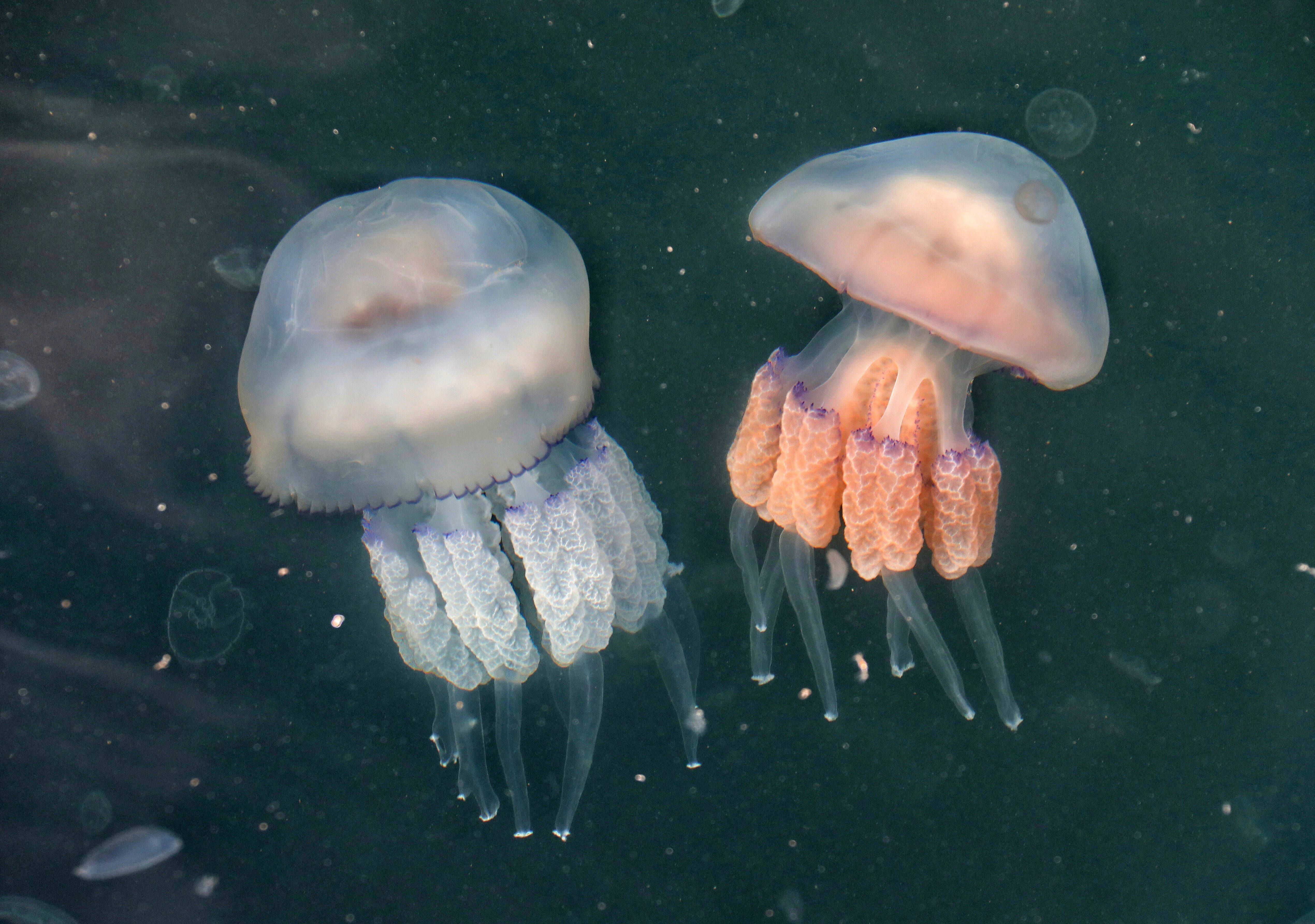 Чем опасны медузы. Черноморская медуза корнерот. Обитатели черного моря медуза корнерот. Медуза корнерот в черном море.