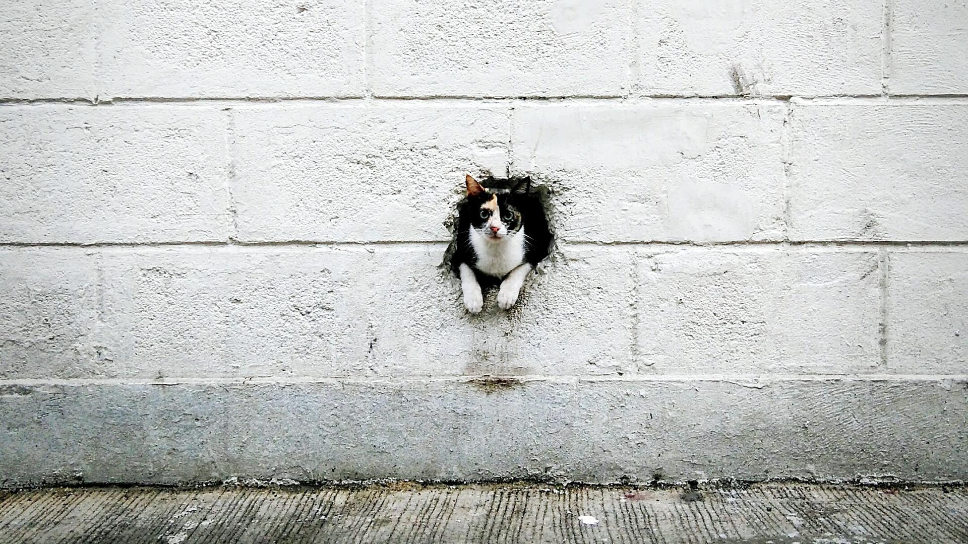 Eine Katze schaut aus einem Loch in einer Wand hinaus.