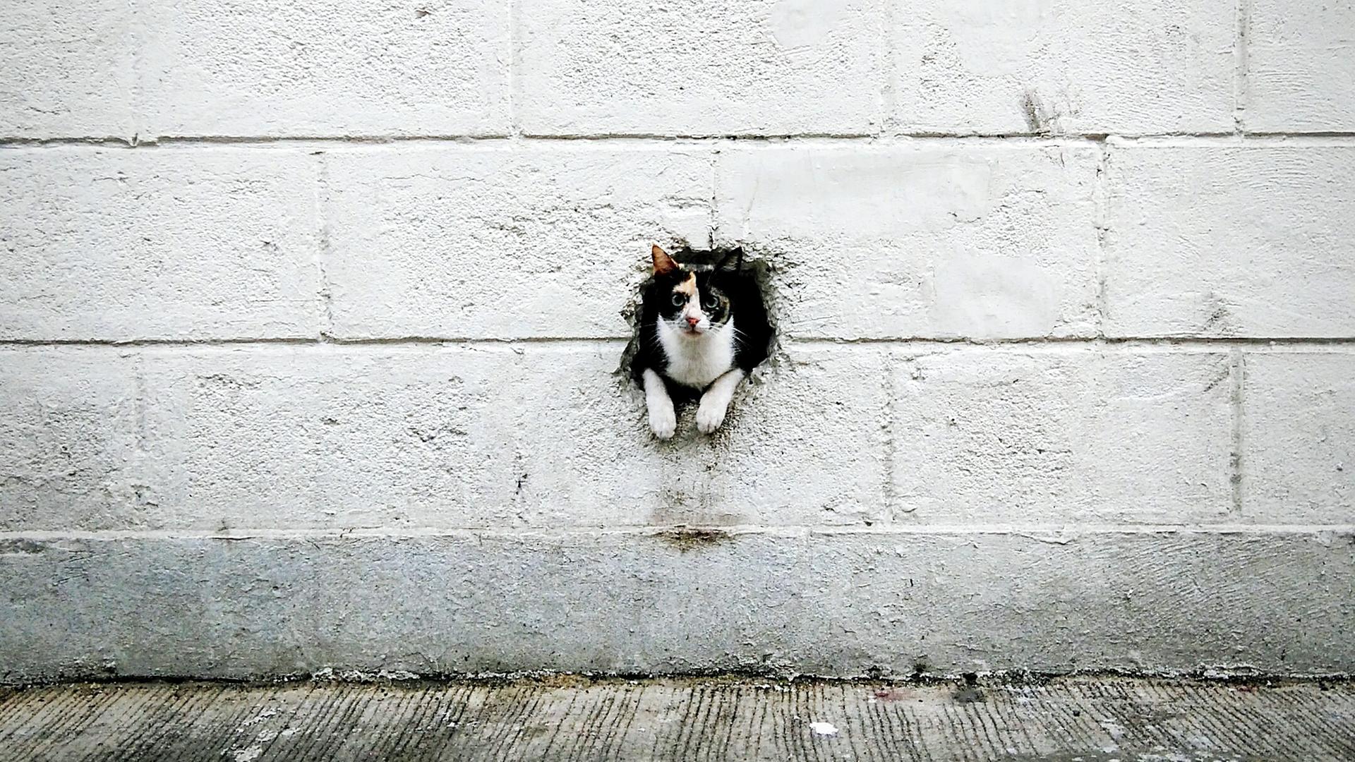 Eine Katze schaut aus einem Loch in einer Wand hinaus. Eine Katze schaut aus einem Loch in einer Wand hinaus.