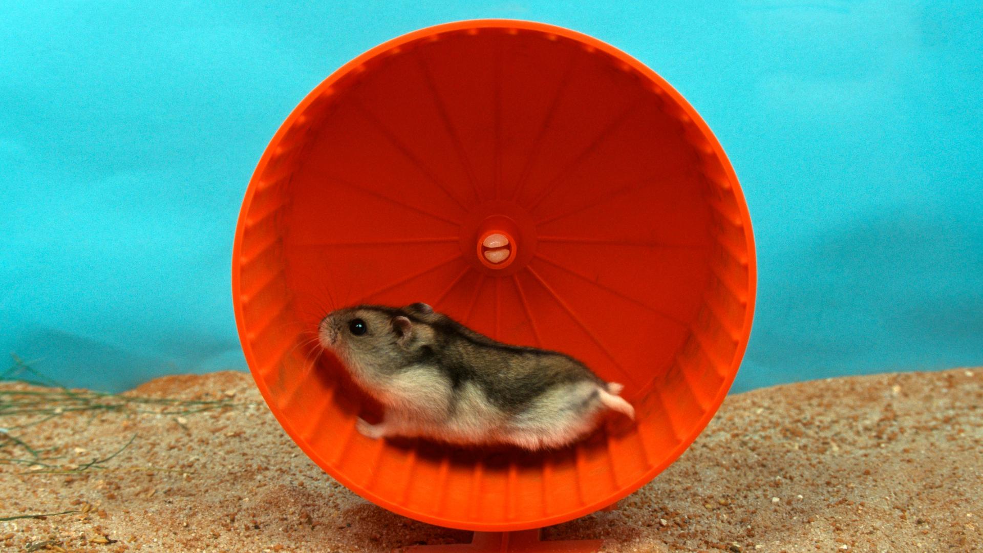 Ein Zwerghamster läuft in einem roten Hamsterrad. Ein Zwerghamster läuft in einem roten Hamsterrad.