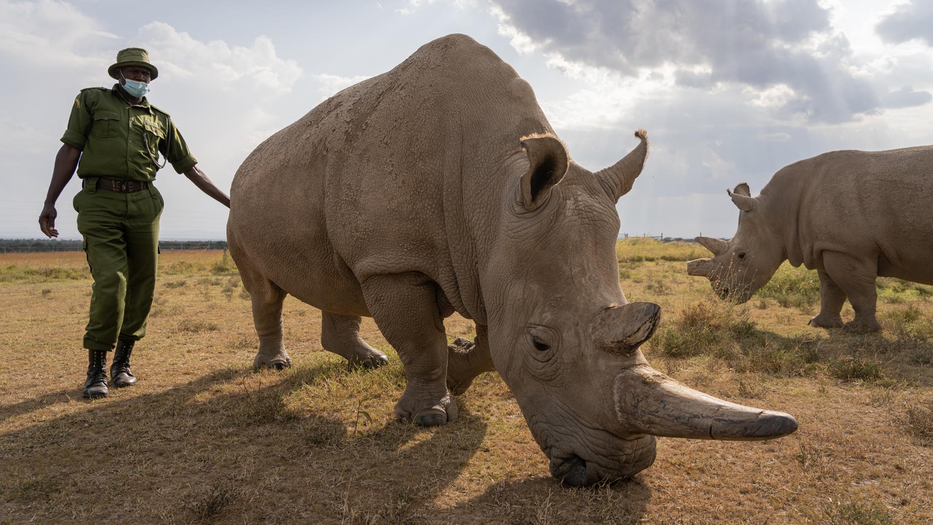 Ein Ranger begleitet Fatu und Najin beim Grasen im Ol Pejeta-Reservat Ein Ranger begleitet Fatu und Najin beim Grasen im Ol Pejeta-Reservat