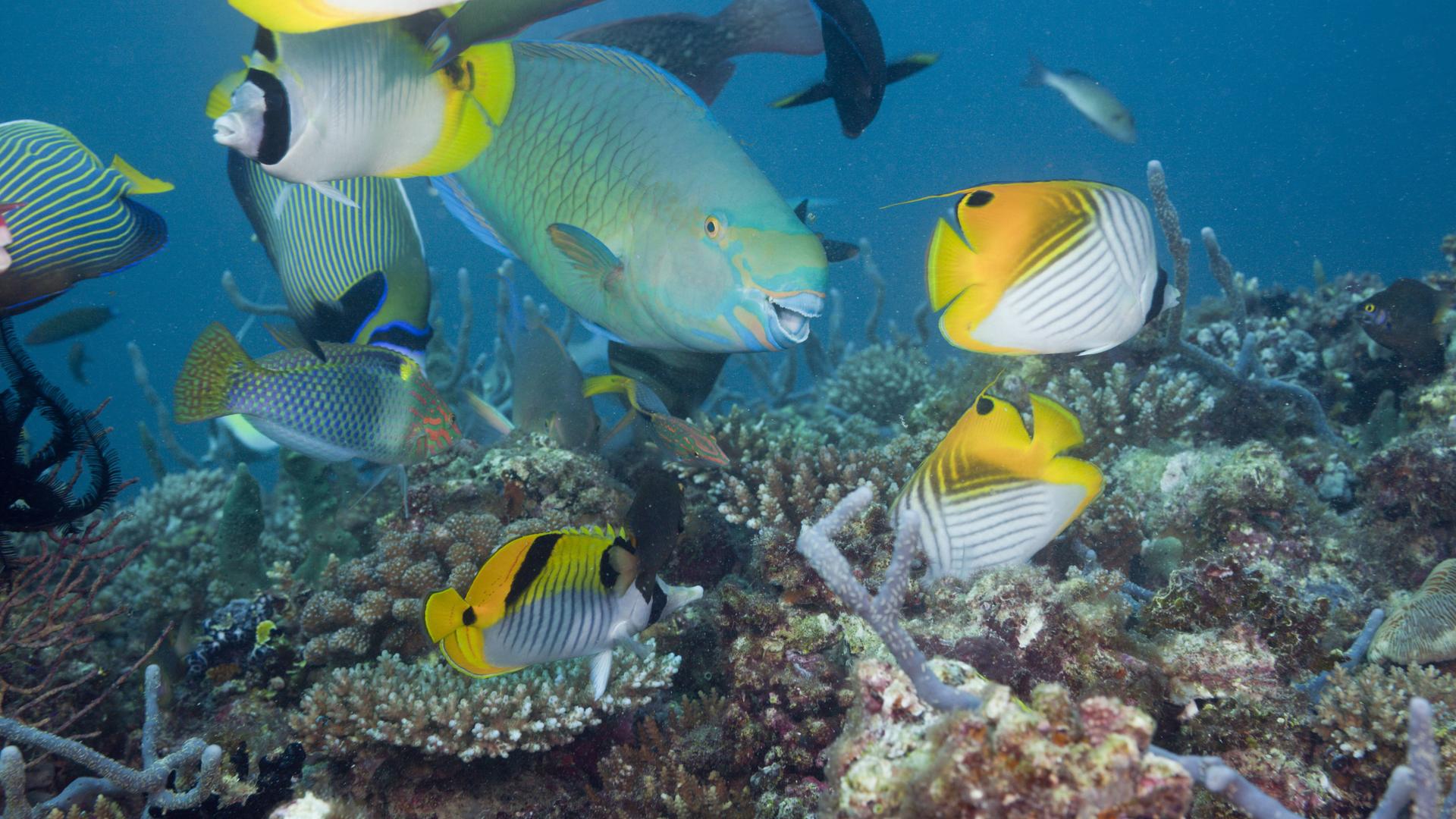Bunte Fische an einem Korallenriff im Meer. Bunte Fische an einem Korallenriff im Meer.