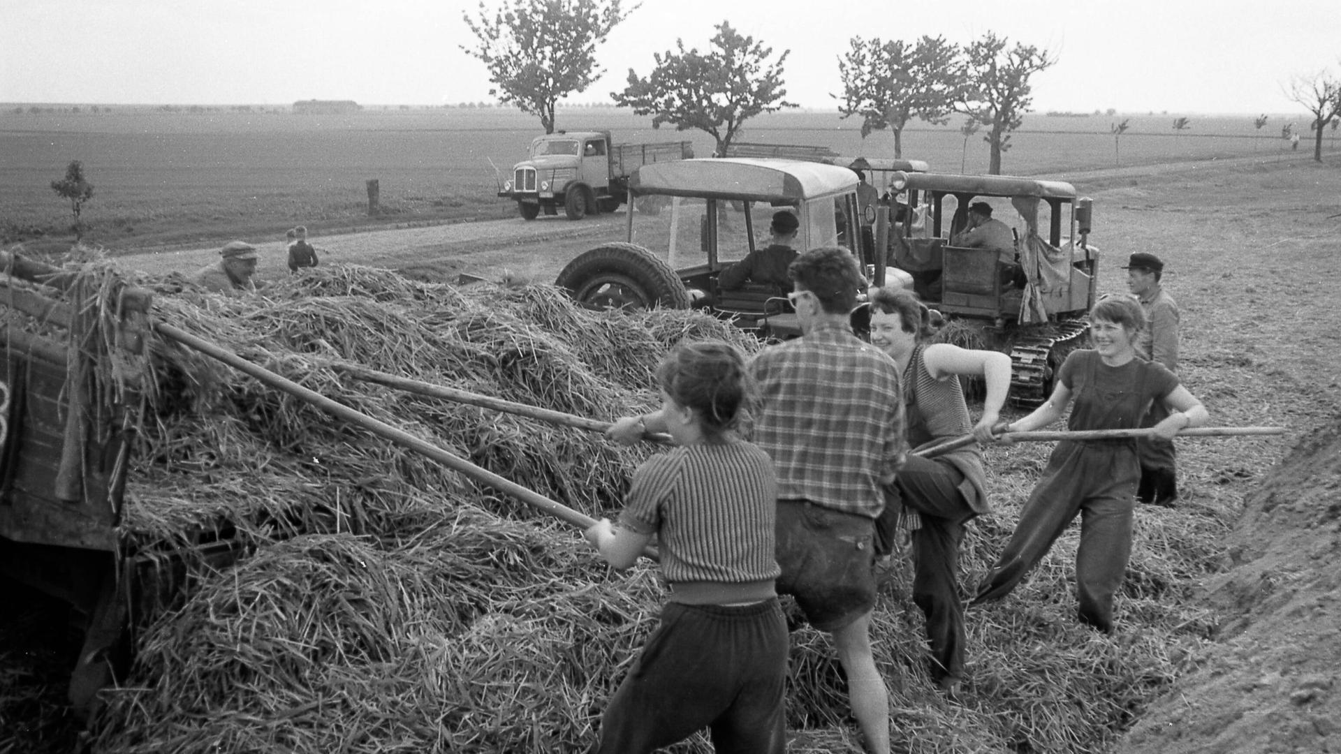 Erntehelfer, Saisonarbeiter, 1961 auf einem Feld der Landwirtschaftlichen Produktionsgenossenschaft"LPG Friedrich Engels" Erntehelfer, Saisonarbeiter, 1961 auf einem Feld der Landwirtschaftlichen Produktionsgenossenschaft"LPG Friedrich Engels"