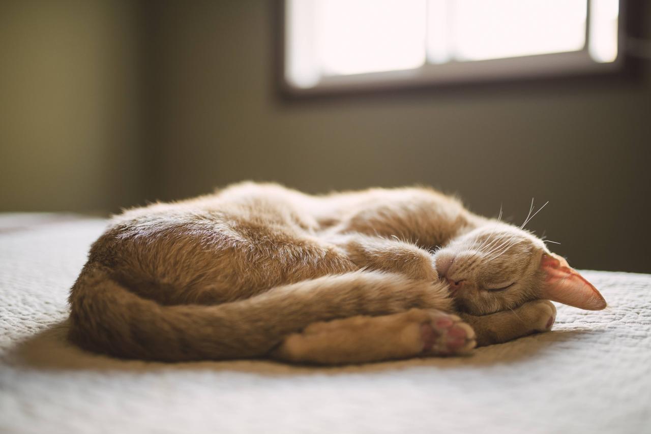Eine Katze schläft auf einem Bett.
