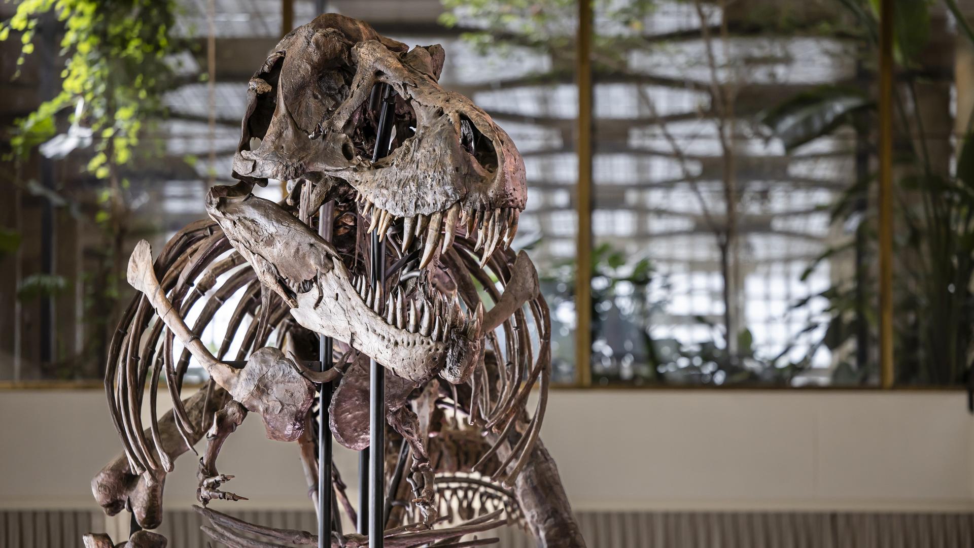 Das Skelett von dem Tyrannosaurus Rex. Es steht in einer Halle.