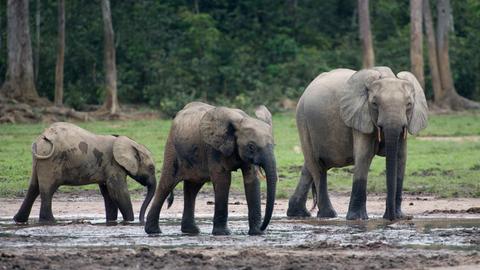 Waldelefanten (Loxodonta cyclotis) aus der Gattung der Afrikanischen Elefanten (Loxodonta) auf der Lichtung Dzanga Bai beim Besuch des Dzanga-Nationalparks im Dreilaendereck Kongo, Kamerun und Zentralafrikanische Republik bei Bayanga