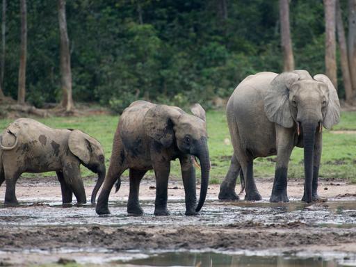 Waldelefanten (Loxodonta cyclotis) aus der Gattung der Afrikanischen Elefanten (Loxodonta) auf der Lichtung Dzanga Bai beim Besuch des Dzanga-Nationalparks im Dreilaendereck Kongo, Kamerun und Zentralafrikanische Republik bei Bayanga
