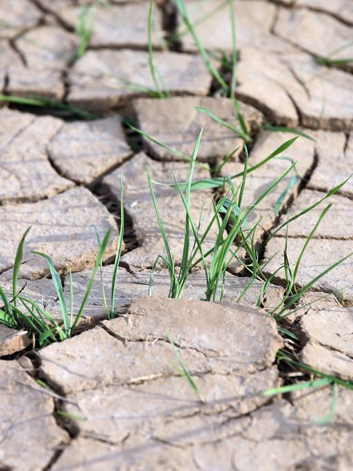 Ein paar Graszweige wachsen in den Rissen von ausgetrocknetem Erdboden.
