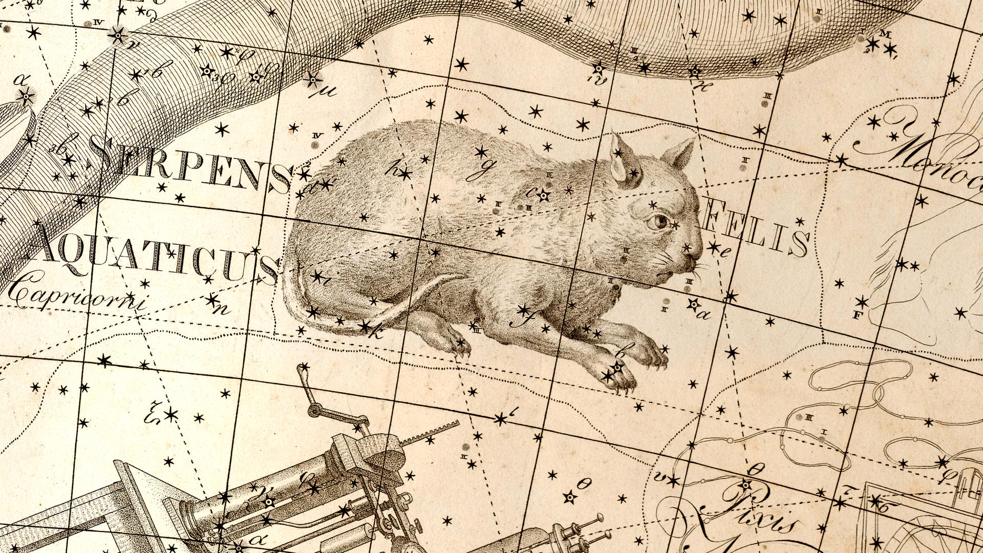 Alles andere als entspannt: die himmlische Katze in einer historischen Darstellung Alles andere als entspannt: die himmlische Katze in einer historischen Darstellung