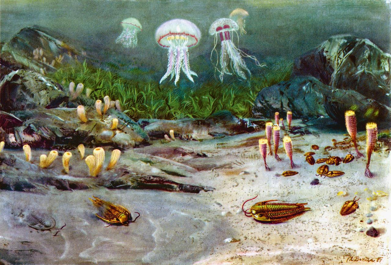 Ein mehrfarbige Illustration von Zdeněk Burian aus dem Jahr 1956 trägt den Titel "Kambrisches Meer" und zeigt eine Unterwasserwelt mit Quallen und vielen anderen Meeresbewohner nahe dem Meeresgrund.