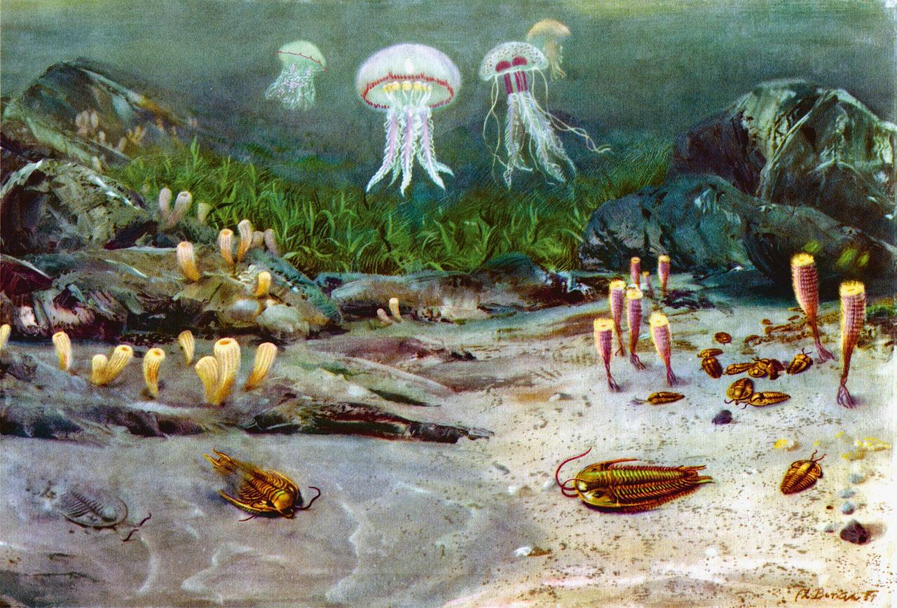 Ein mehrfarbige Illustration von Zdeněk Burian aus dem Jahr 1956 trägt den Titel "Kambrisches Meer" und zeigt eine Unterwasserwelt mit Quallen und vielen anderen Meeresbewohner nahe dem Meeresgrund. Ein mehrfarbige Illustration von Zdeněk Burian aus dem Jahr 1956 trägt den Titel "Kambrisches Meer" und zeigt eine Unterwasserwelt mit Quallen und vielen anderen Meeresbewohner nahe dem Meeresgrund.