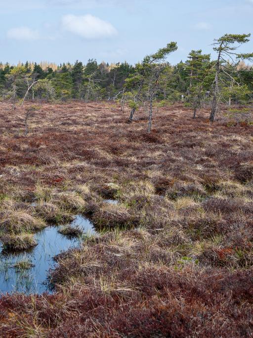Nasser Moorboden und Fichten im Schwarzen Moor