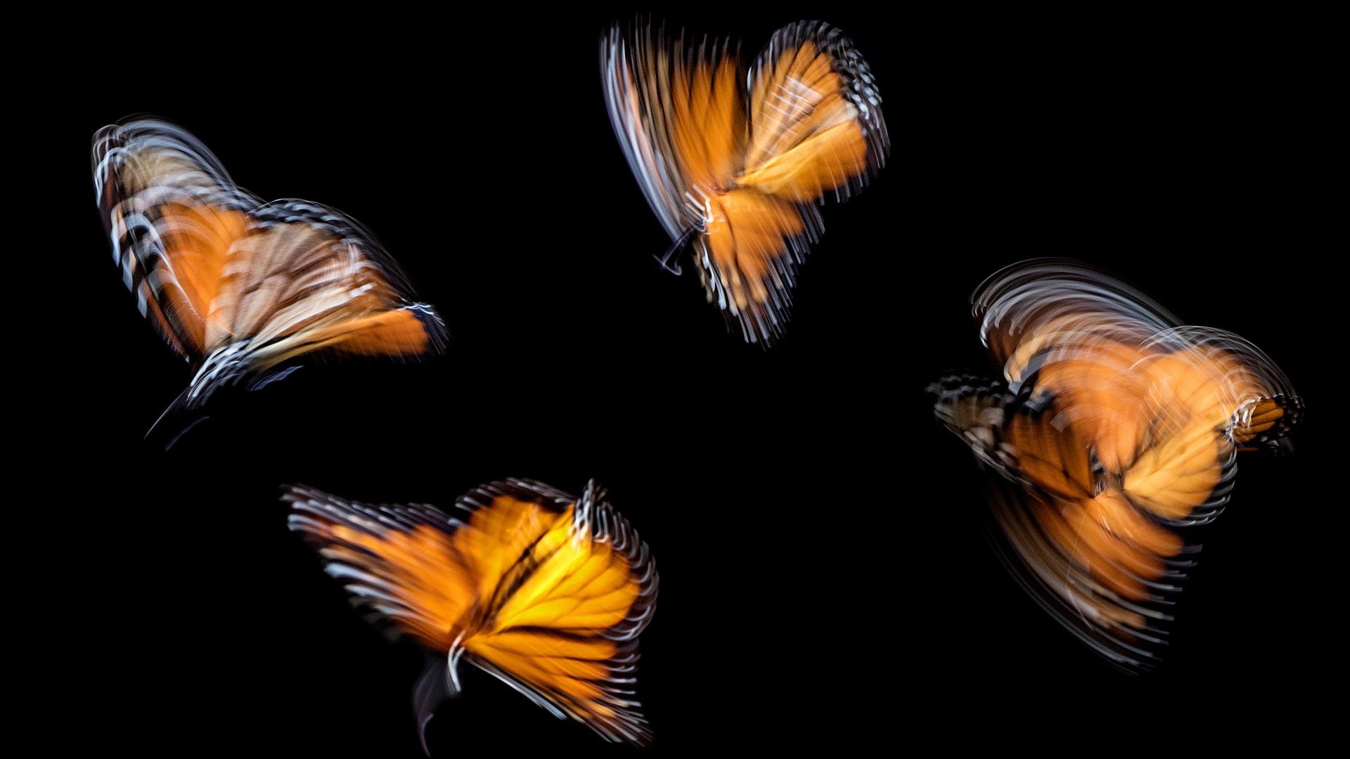Schmetterlinge beim Flug in Langzeitaufnahme fotografiert, sodass ihr Flügelschlag ungenau und wild abgebildet wird. Schmetterlinge beim Flug in Langzeitaufnahme fotografiert, sodass ihr Flügelschlag ungenau und wild abgebildet wird.