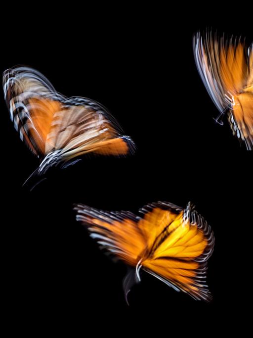 Schmetterlinge beim Flug in Langzeitaufnahme fotografiert, sodass ihr Flügelschlag ungenau und wild abgebildet wird.