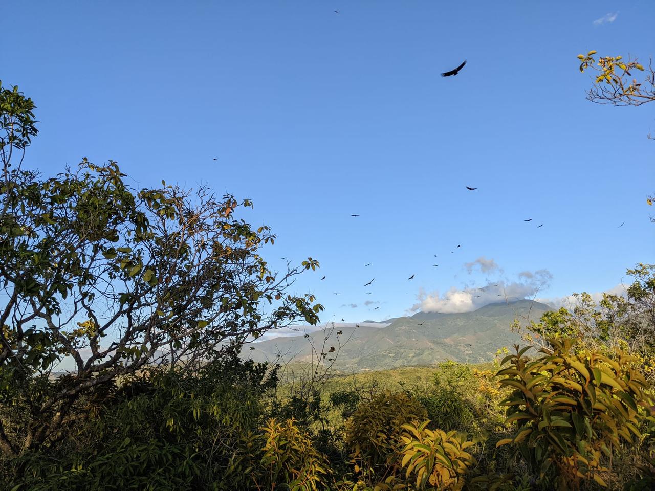 Vögel kreisen über dem Perijá Gebirge.