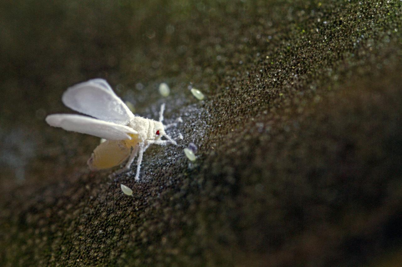 Weiße Fliege, auch Weiße Gewächshausfliege (Trialeurodes vaporariorum), auf einem Orchideenblatt mit einigen Eiern Weiße Fliege, auch Weiße Gewächshausfliege (Trialeurodes vaporariorum), auf einem Orchideenblatt mit einigen Eiern