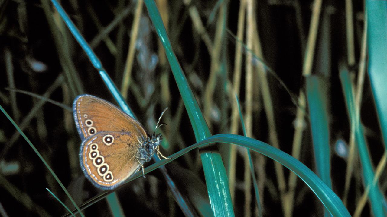 Moorwiesenvögelchen (Coenonympha oedippus) Moorwiesenvögelchen (Coenonympha oedippus)