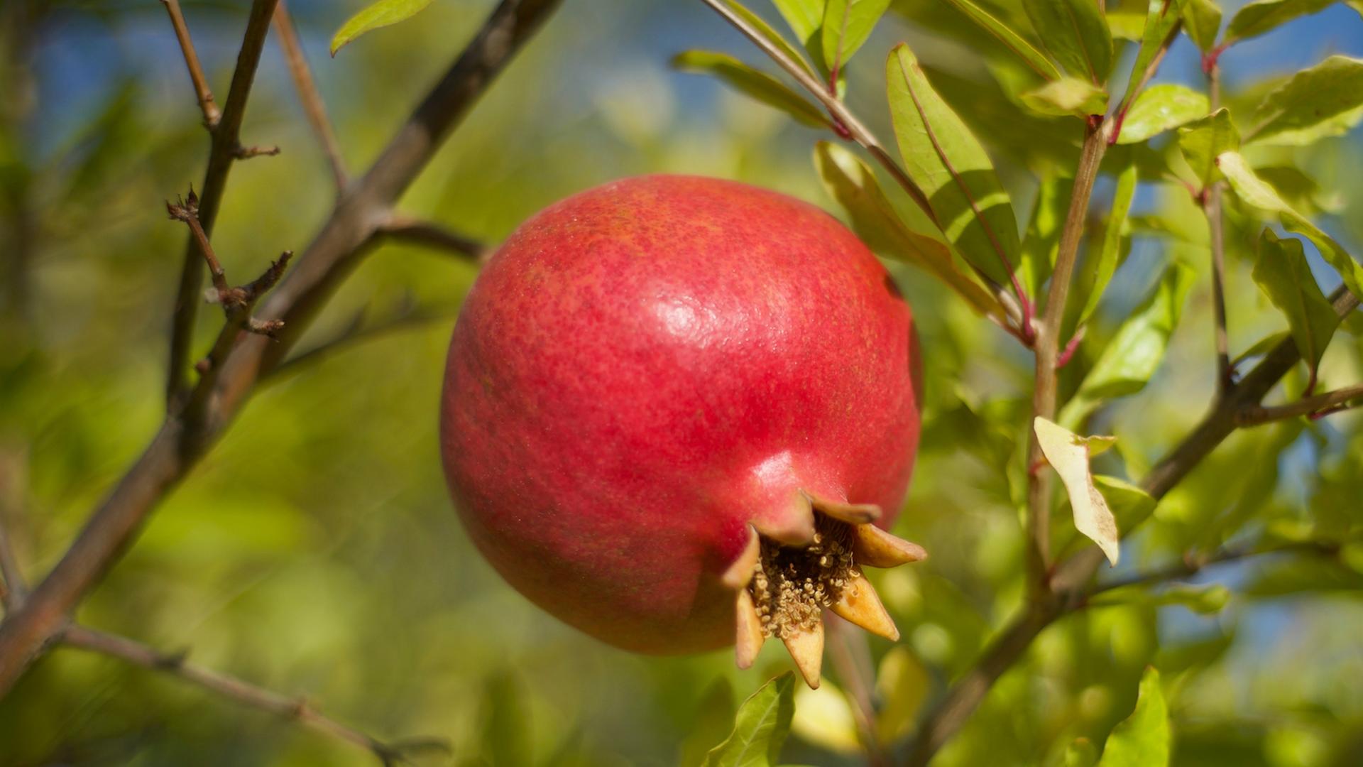 Ein Granatapfel an einem Granatbaum. Ein Granatapfel an einem Granatbaum.