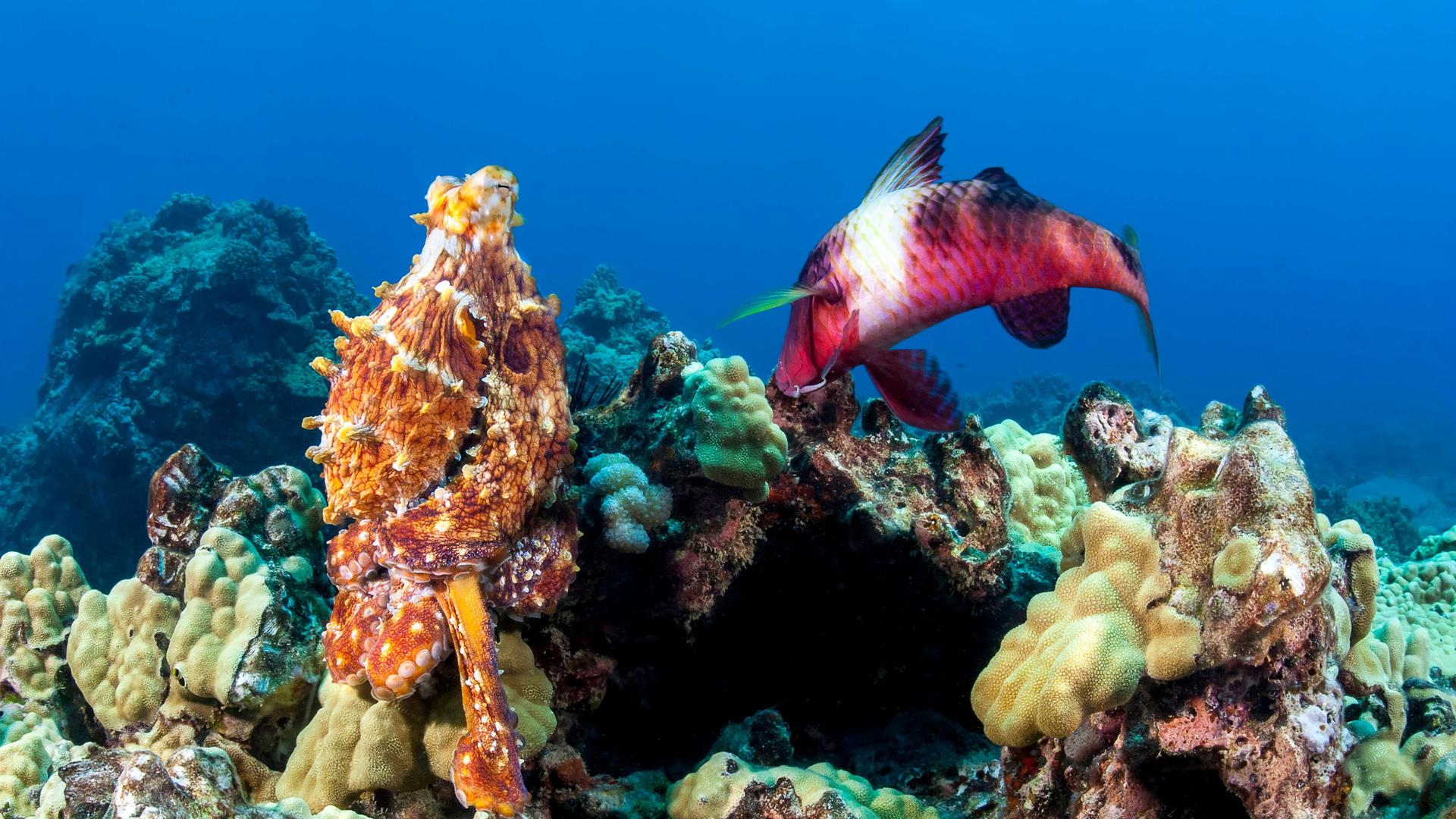 Ein Großer Blauer Krake (Octopus cyanea) und eine Vielstreifen-Meerbarbe (Parupeneus multifasciatus) in den Gewässern vor Hawaii