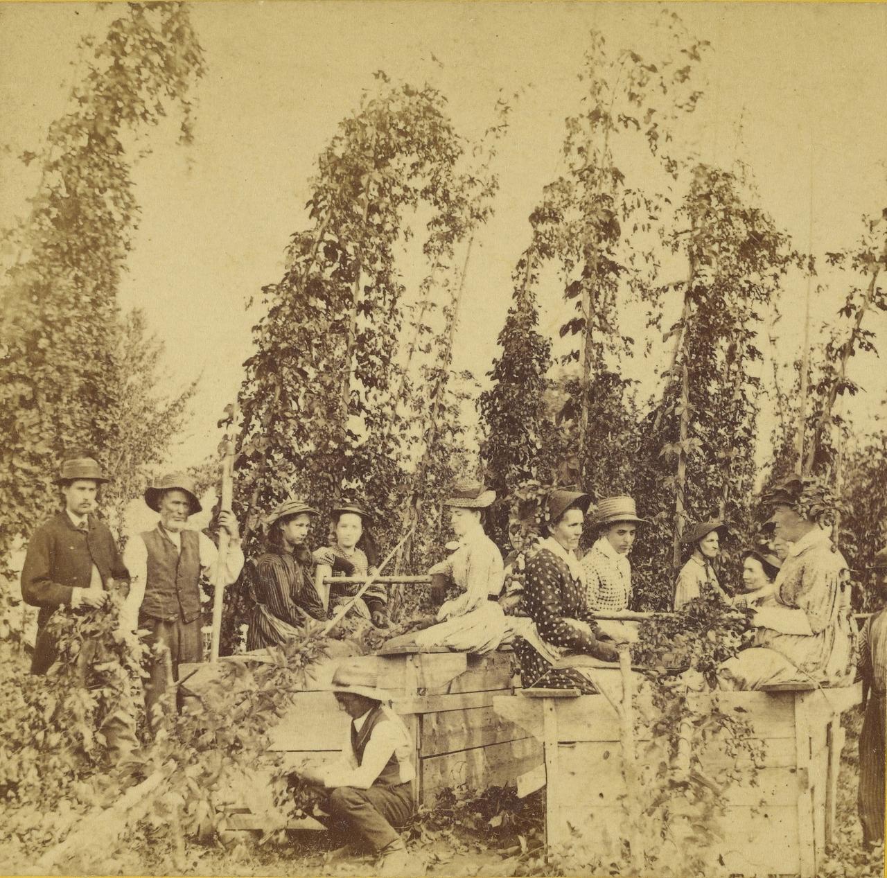 Historisches schwarzweiss Bild von Erntehelfern beim Hopfenpflücken, ca. 1870. Historisches schwarzweiss Bild von Erntehelfern beim Hopfenpflücken, ca. 1870.