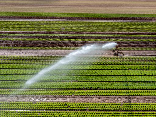 Ein Feld wird künstlich bewässert: Über eine Beregnungsanlage wird Wasser auf den Acker gespritzt.