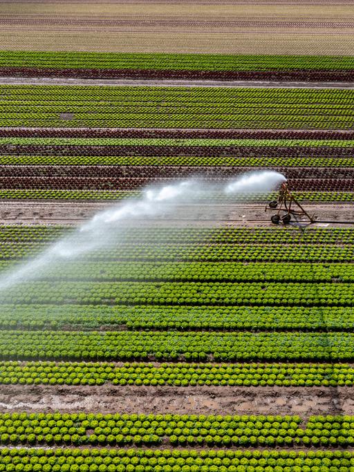 Ein Feld wird künstlich bewässert: Über eine Beregnungsanlage wird Wasser auf den Acker gespritzt.