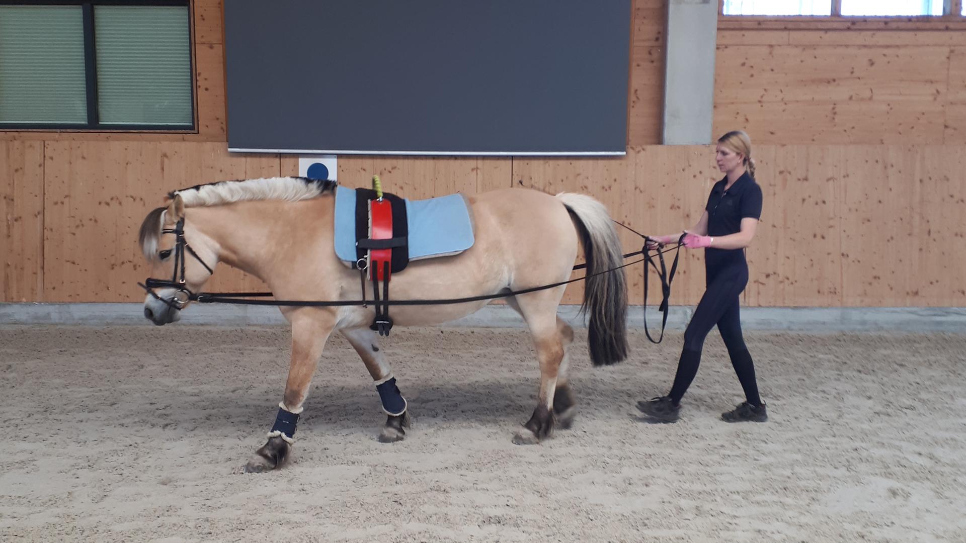 Betreuerin mit Pferd im inklusiven Pferdesport- und Reittherapiezentrum in Berlin-Karlshorst Betreuerin mit Pferd im inklusiven Pferdesport- und Reittherapiezentrum in Berlin-Karlshorst