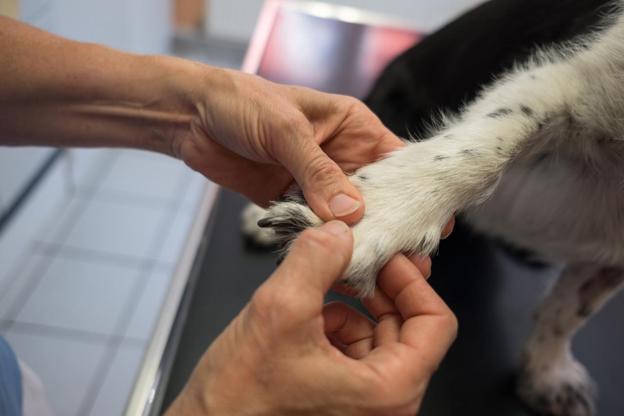 Ein Pfötchen wird in der inzwischen geschlossenen Kleintierpraxis von Ulrike Scupin in Göttingen untersucht.