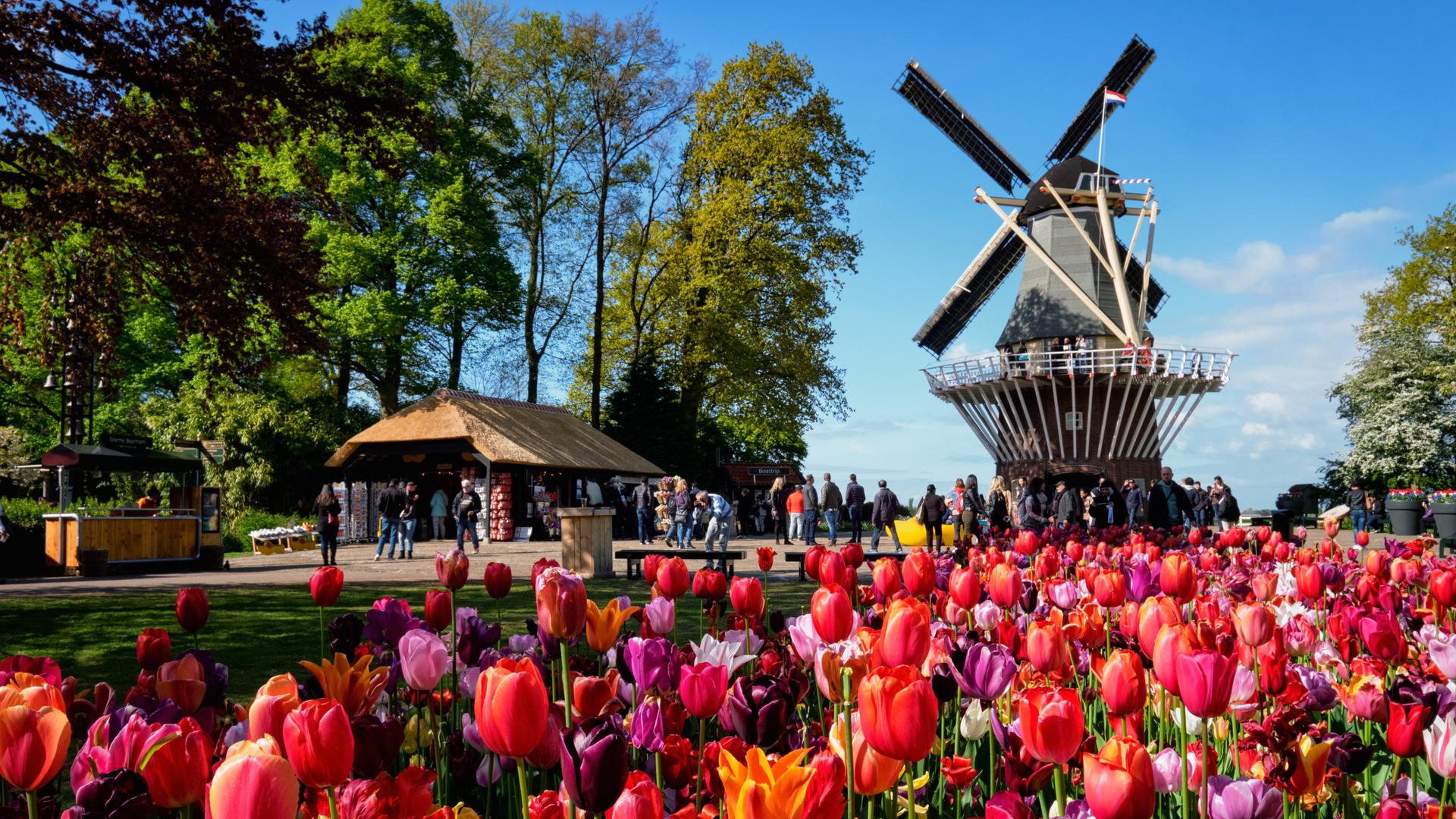 Ein buntes Tulpen-Beet im Vordergrund, eine Windmühle im Hintergrund. Ein buntes Tulpen-Beet im Vordergrund, eine Windmühle im Hintergrund.
