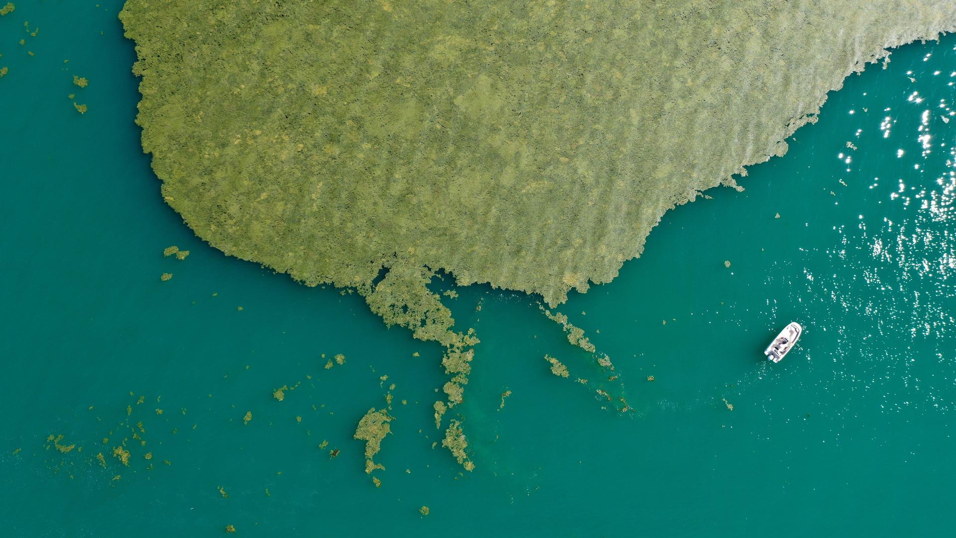 Luftaufnahme von der Oberfläche des Bodensees, in dem ein großer grüner Algenteppich schwimmt.