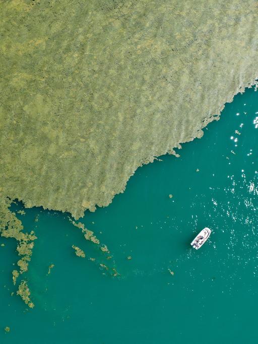 Luftaufnahme von der Oberfläche des Bodensees, in dem ein großer grüner Algenteppich schwimmt.