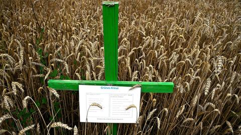 Ein grünes Kreuz in einem Weizenfeld. An dem Kreuz hängt ein Zettel, auf dem auf die Situation deutscher Landwirte hingewiesen wird. 